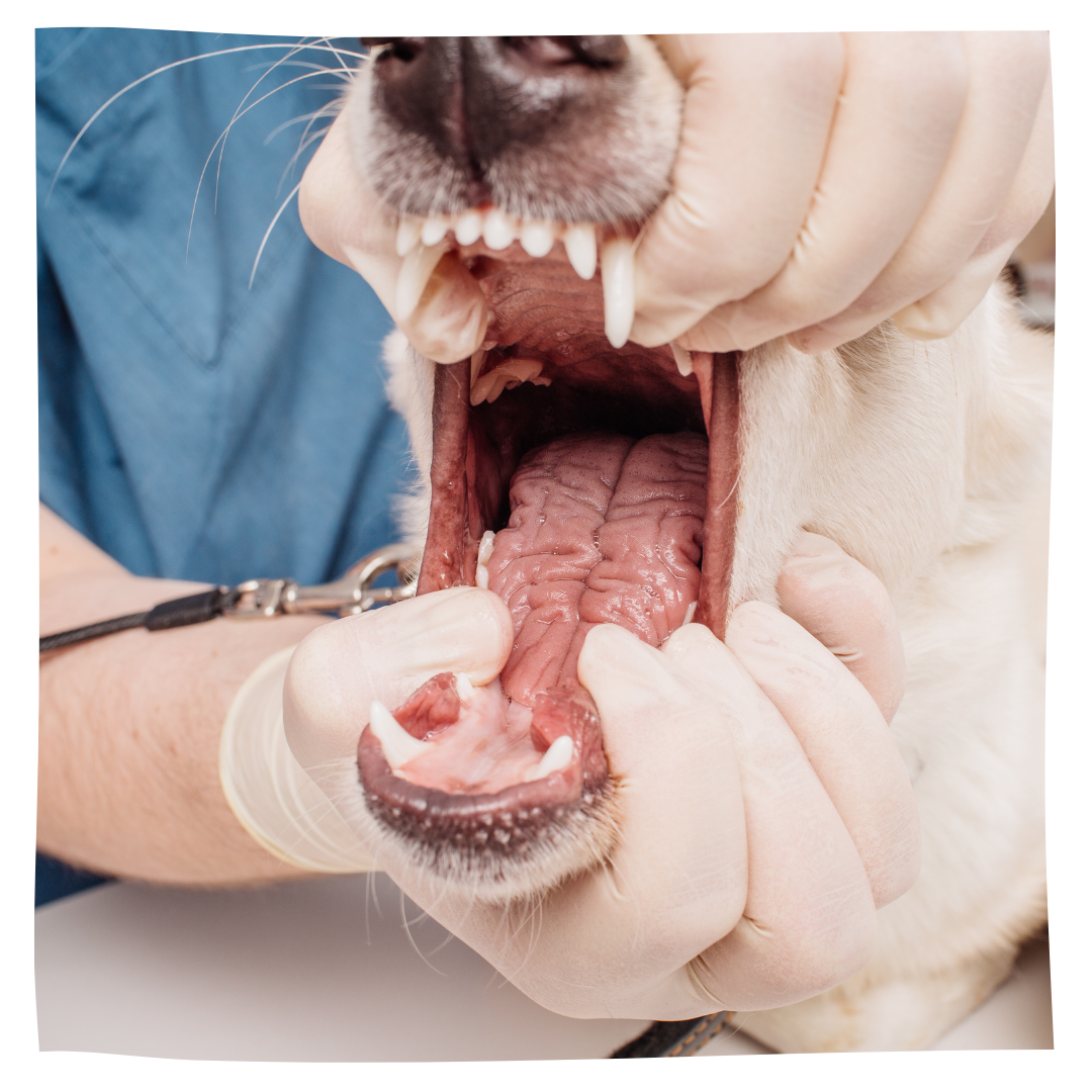 Pet dentistry